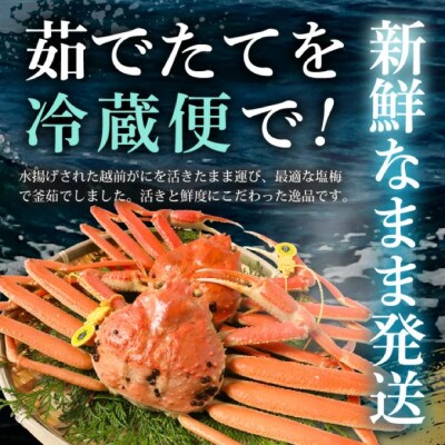 【年末発送】はるか丸が厳選した越前がに【中サイズ800g～900g×1杯】