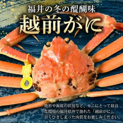 【年末発送】はるか丸が厳選した越前がに【中サイズ800g～900g×1杯】