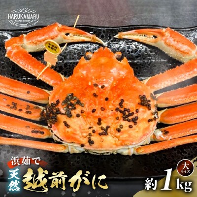 【2025年2月より順次発送】地物!はるか丸が厳選した越前がに【大サイズ】1杯!カニスプーン付き