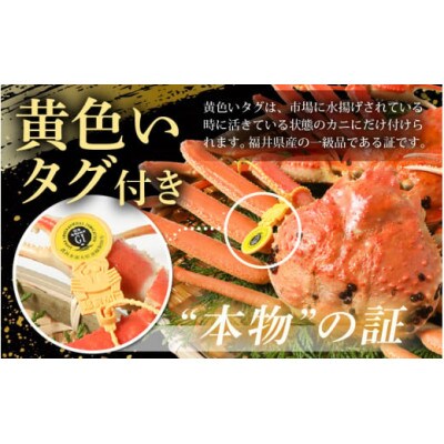 【2025年2月より順次発送】地物!はるか丸が厳選した越前がに【大サイズ】1杯!カニスプーン付き