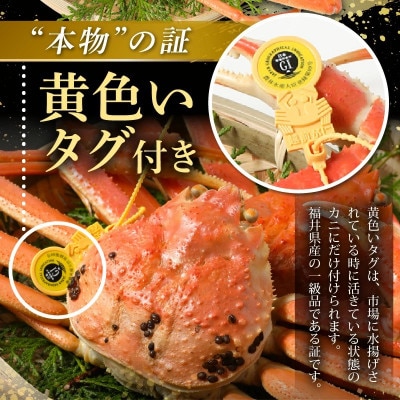 【2027年1月より順次発送】地物!はるか丸が厳選した越前がに【大サイズ】1杯!カニスプーン付き