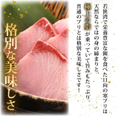 天然!地物!ひるがの寒ぶり 柵3本【合計800g以上】