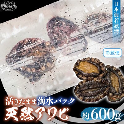 日本海若狭湾【活きたまま天然アワビ600g】海水パックにてお届け!