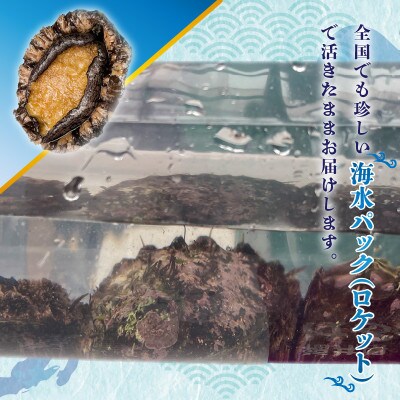 日本海若狭湾【活きたまま天然アワビ600g】海水パックにてお届け!