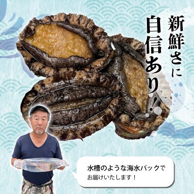 日本海若狭湾【活きたまま天然アワビ600g】海水パックにてお届け!