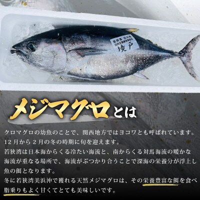 天然!地物!ひるがのメジマグロ 柵約3本【合計800g以上】