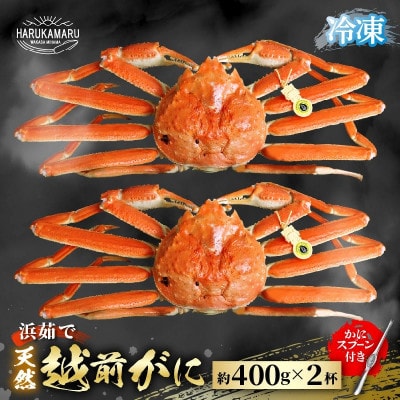 ≪浜茹で≫越前がに 約400g×2杯 【冷凍】(カニスプーン付き) 2026年11月下旬以降順次発送
