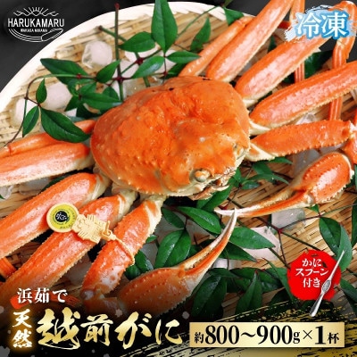 ≪こだわり冷凍≫ 越前がに 約800g～900g × 1杯(かにスプーン付き)