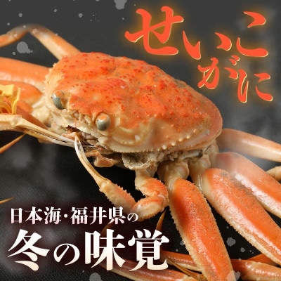 はるか丸厳選!≪浜茹で≫ 越前 せいこがに 大サイズ 約200g × 2杯【冷凍】かにスプーン付き