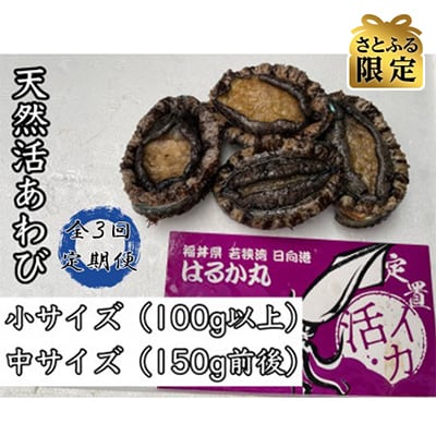 【2ヵ月毎定期便】【さとふる限定】活きたまま天然アワビ約600g　海水パックにてお届け!全3回