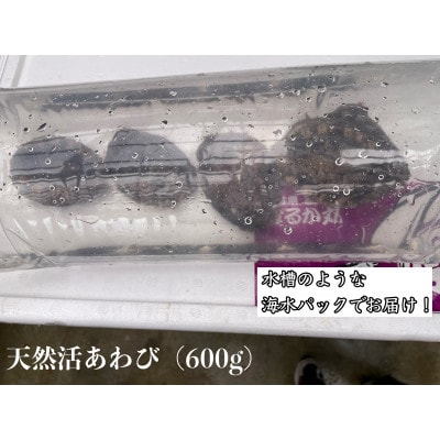 【2ヵ月毎定期便】【さとふる限定】活きたまま天然アワビ約600g　海水パックにてお届け!全3回