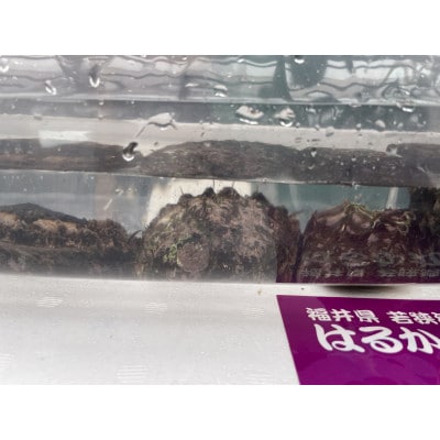 【毎月定期便】【さとふる限定】活きたまま天然アワビ約600g　海水パックにてお届け!全3回