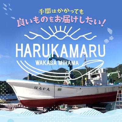 【発送月固定定期便】【さとふる限定】【3・7・12月発送】急速冷凍したお刺身で食べるイカ全3回