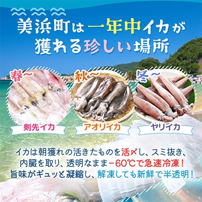 【発送月固定定期便】【さとふる限定】急速冷凍したお刺身で食べるイカ3種[約1kg]全6回
