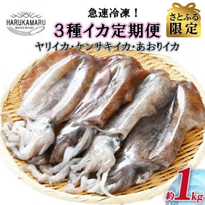 【発送月固定定期便】【さとふる限定】急速冷凍したお刺身で食べるイカ3種[約1kg]全6回