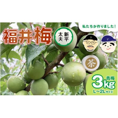 【先行予約】 福井梅(新平太夫)青梅 3kg(L～2L サイズ)【2025年6月以降順次発送】