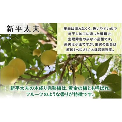 【先行予約】 福井梅(新平太夫)青梅 3kg(L～2L サイズ)【2025年6月以降順次発送】