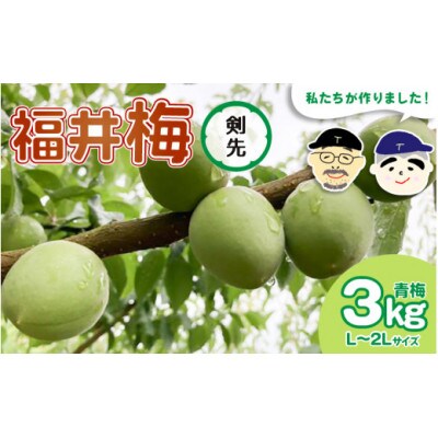 【先行予約】福井梅(剣先)青梅 3kg(L～2L サイズ)【2025年6月以降順次発送】