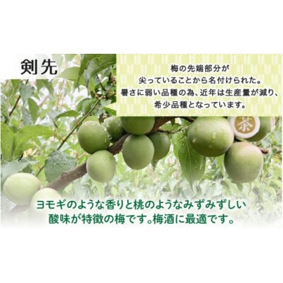 【先行予約】福井梅(剣先)青梅 3kg(L～2L サイズ)【2025年6月以降順次発送】