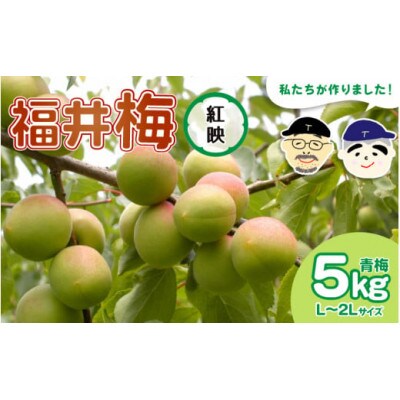 【先行予約】 福井梅(紅映)青梅 5kg(L～2L サイズ)【2025年6月以降順次発送】