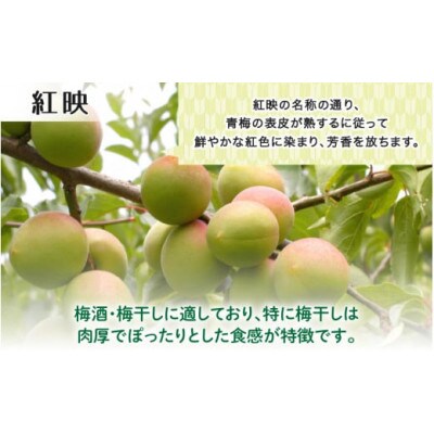 【先行予約】 福井梅(紅映)青梅 5kg(L～2L サイズ)【2025年6月以降順次発送】