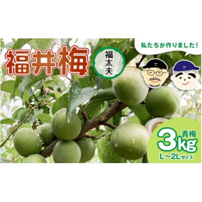 【先行予約】 福井梅(福太夫)青梅 3kg(L～2L サイズ)【2025年6月以降順次発送】