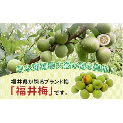 【先行予約】 福井梅(福太夫)青梅 3kg(L～2L サイズ)【2025年6月以降順次発送】