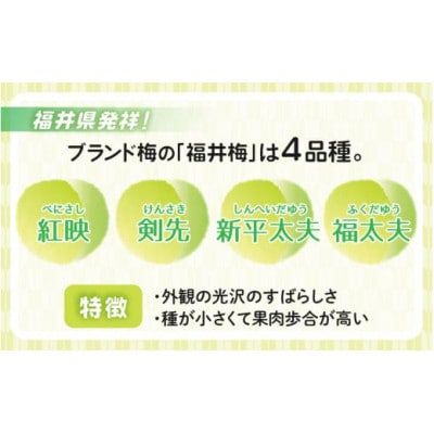 【先行予約】 福井梅(福太夫)青梅 3kg(L～2L サイズ)【2025年6月以降順次発送】