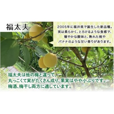 【先行予約】 福井梅(福太夫)青梅 3kg(L～2L サイズ)【2025年6月以降順次発送】