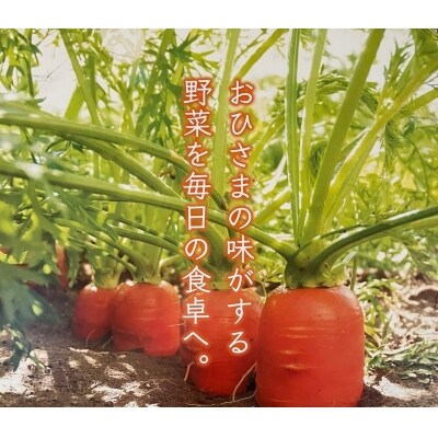 旬の冬にお届け「京谷さんちのグロリアにんじん」10kg | ふるさと納税のお礼品