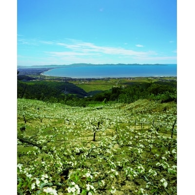 鳥取県産梨「秋甘泉(あきかんせん)」(5kg)