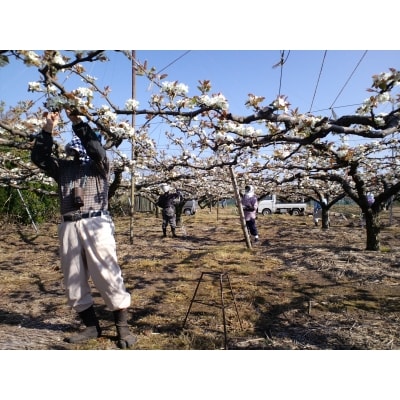鳥取県産梨「秋甘泉(あきかんせん)」(5kg)
