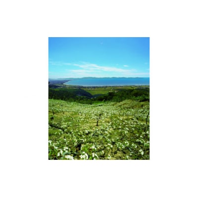 鳥取県産梨「王秋」5kg