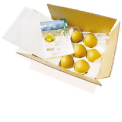 鳥取県産梨「王秋」5kg