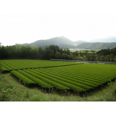 「ほうじ茶」150g×14本セット