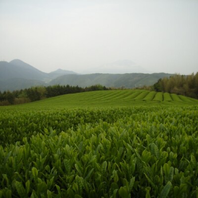 「煎茶大山ほまれ」100g×5本セット
