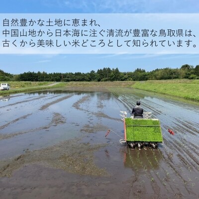 【令和3年産】きぬむすめ10kg(精白、5kg×2)