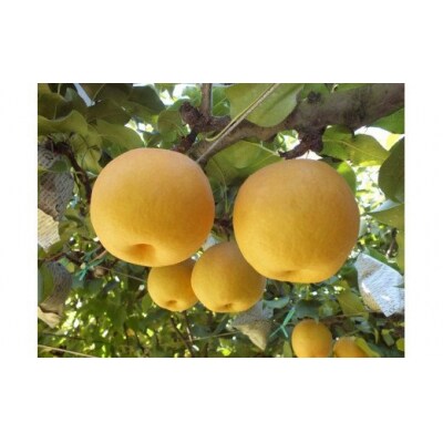 新興梨(しんこうなし)5kg【10月中旬頃から順次発送】