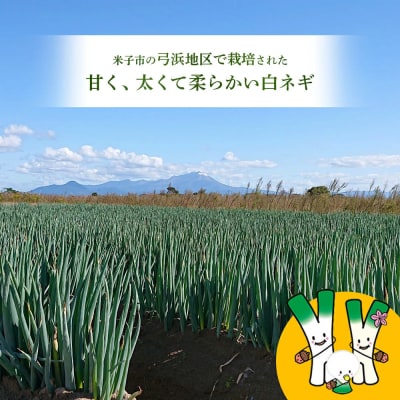 【訳あり】鳥取県産　白ネギの4kgバラ詰め合わせ