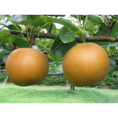 鳥取県産「新甘泉(しんかんせん)」5kg | 鳥取県米子市 鳥取県産「新甘泉(しんかんせん)」5kg | 鳥取県米子市