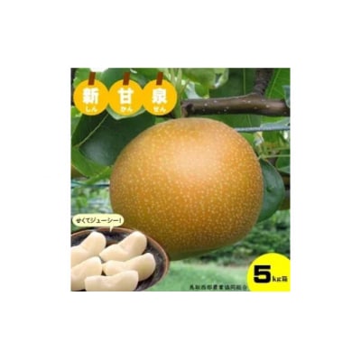 鳥取県産「新甘泉(しんかんせん)」5kg