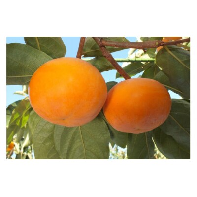 鳥取県産柿「輝太郎柿」きたろうかき　3kg