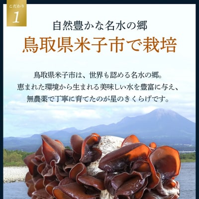 星のきくらげ