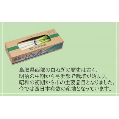 鳥取県産　白ねぎ(3kg)