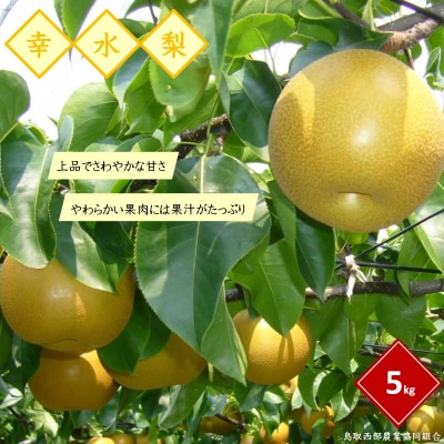 鳥取県産梨「幸水(こうすい)」5kg