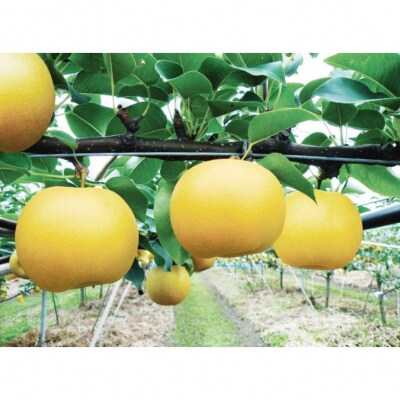 鳥取県産 新甘泉 “赤秀” 3kg (8〜9玉/4L～3Lサイズ)
