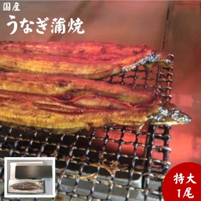 朝開き　うなぎ蒲焼特大　1尾入　タレ付