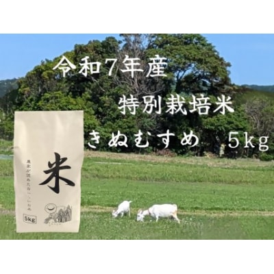 【2025年10月上旬より順次発送】鳥取県産特別栽培米「きぬむすめ」　令和7年産米
