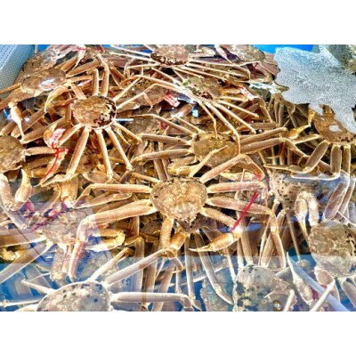 【訳あり】松葉ガニ　約450g(脚のみ、冷凍)