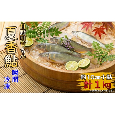 日野川育ちの「夏香鮎」瞬間冷凍1kg(約10cm小鮎)